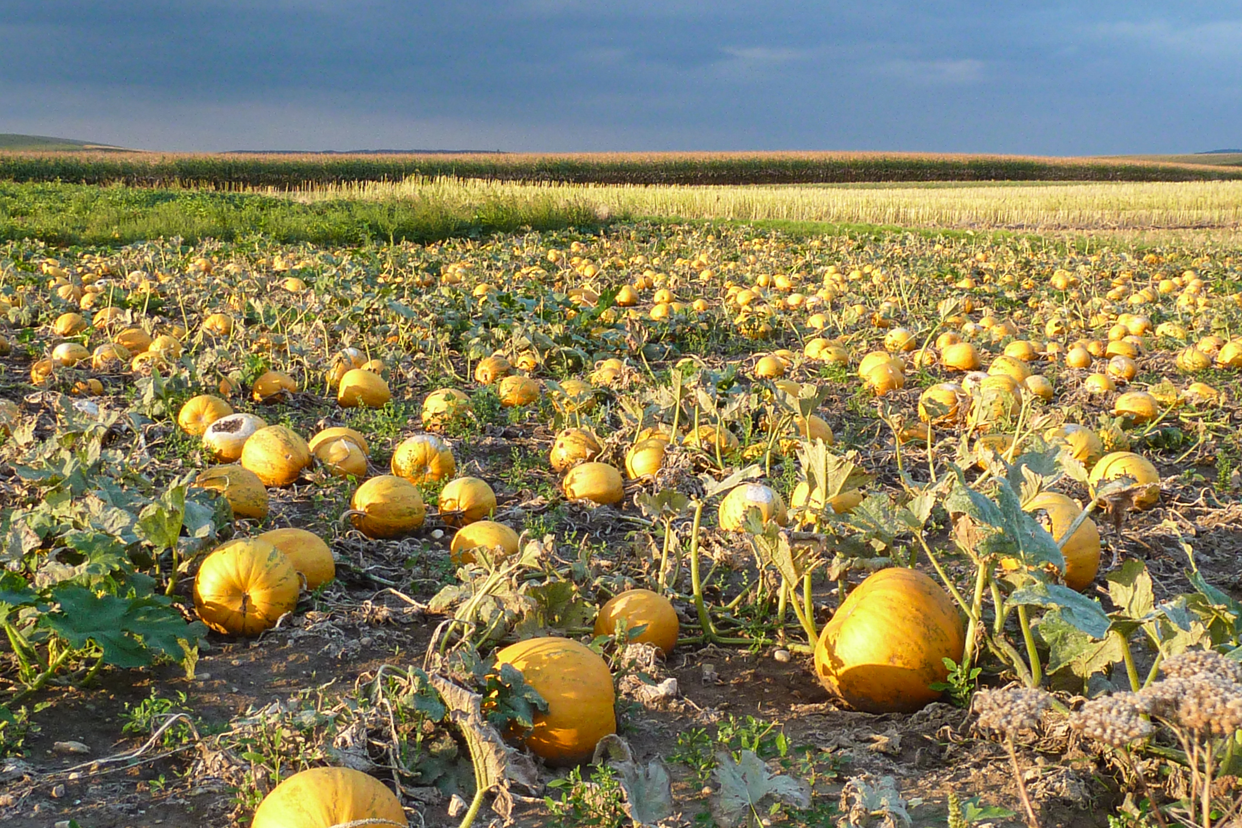 Kürbisfeld (Ölkürbis) im Abendlicht